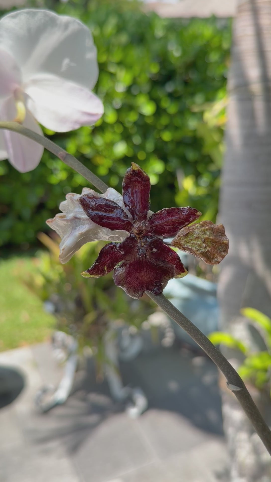 Oncidium Hair Pin